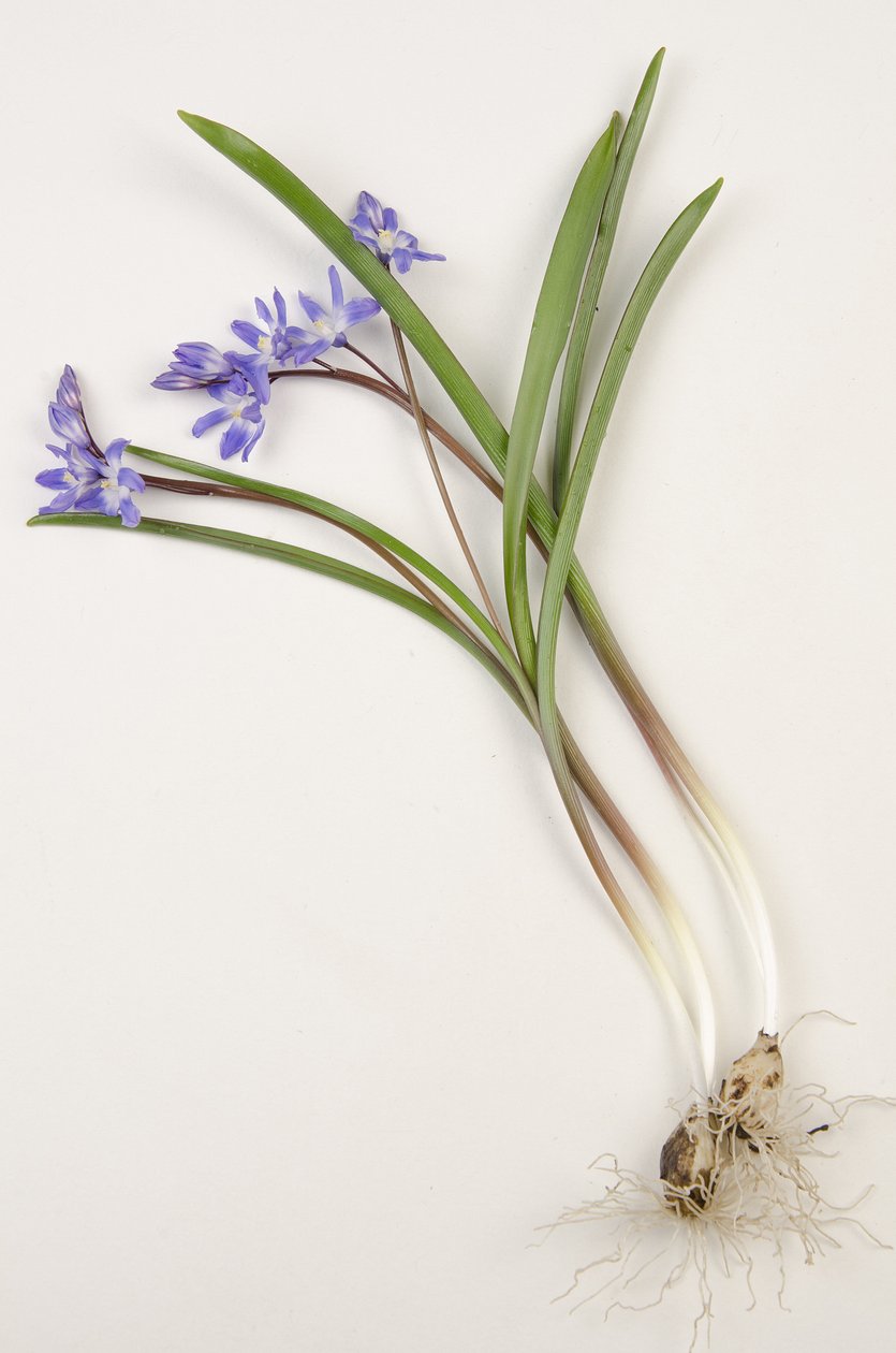 植物板/Chionodoxa forbesii/Chionodoxa luciliae/Glory of the Snow 作者 查尔斯·亨利·约瑟夫·莱克特