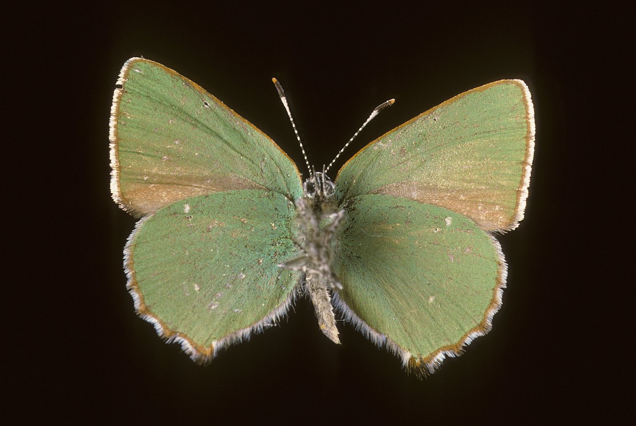 Callophrys rubi/Argus green 作者 查尔斯·亨利·约瑟夫·莱克特