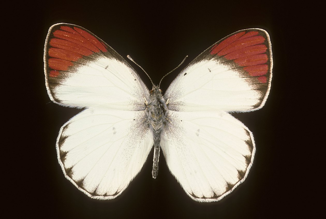 斑马鱼(Colotis danae/Crimson) 作者 查尔斯·亨利·约瑟夫·莱克特