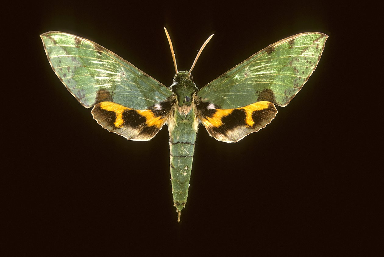 Euchloron megaera/Sphinx green 作者 查尔斯·亨利·约瑟夫·莱克特