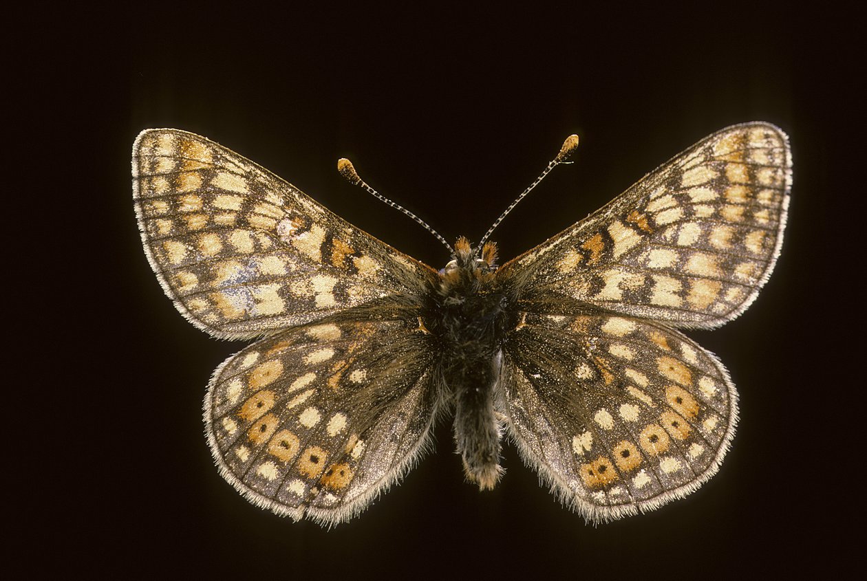黄鼠狼(Euradryas aurinia) 作者 查尔斯·亨利·约瑟夫·莱克特