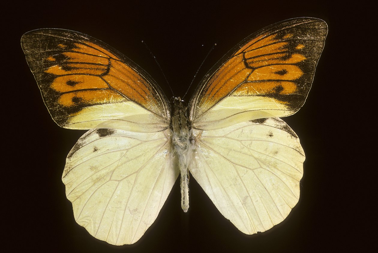 硫磺草（Hebomoia leukippe sulfurea 作者 查尔斯·亨利·约瑟夫·莱克特