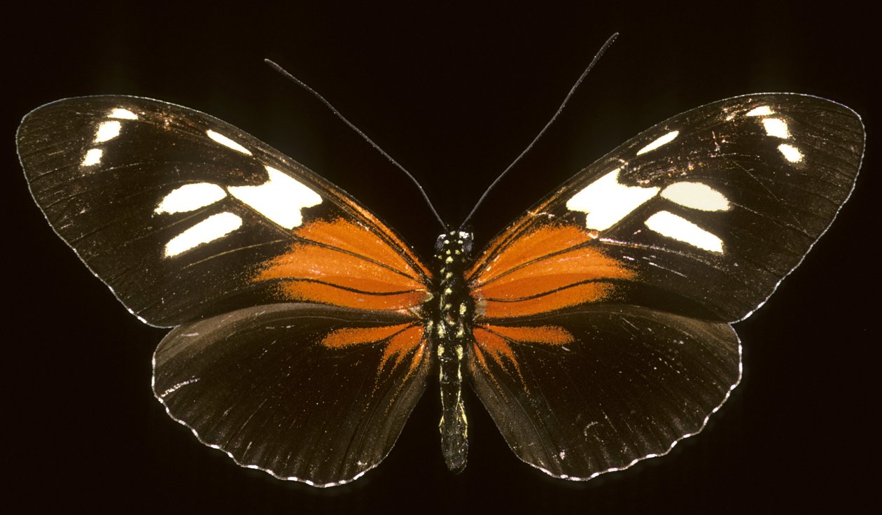 Heliconius burneyi catherina/Heliconie 作者 查尔斯·亨利·约瑟夫·莱克特