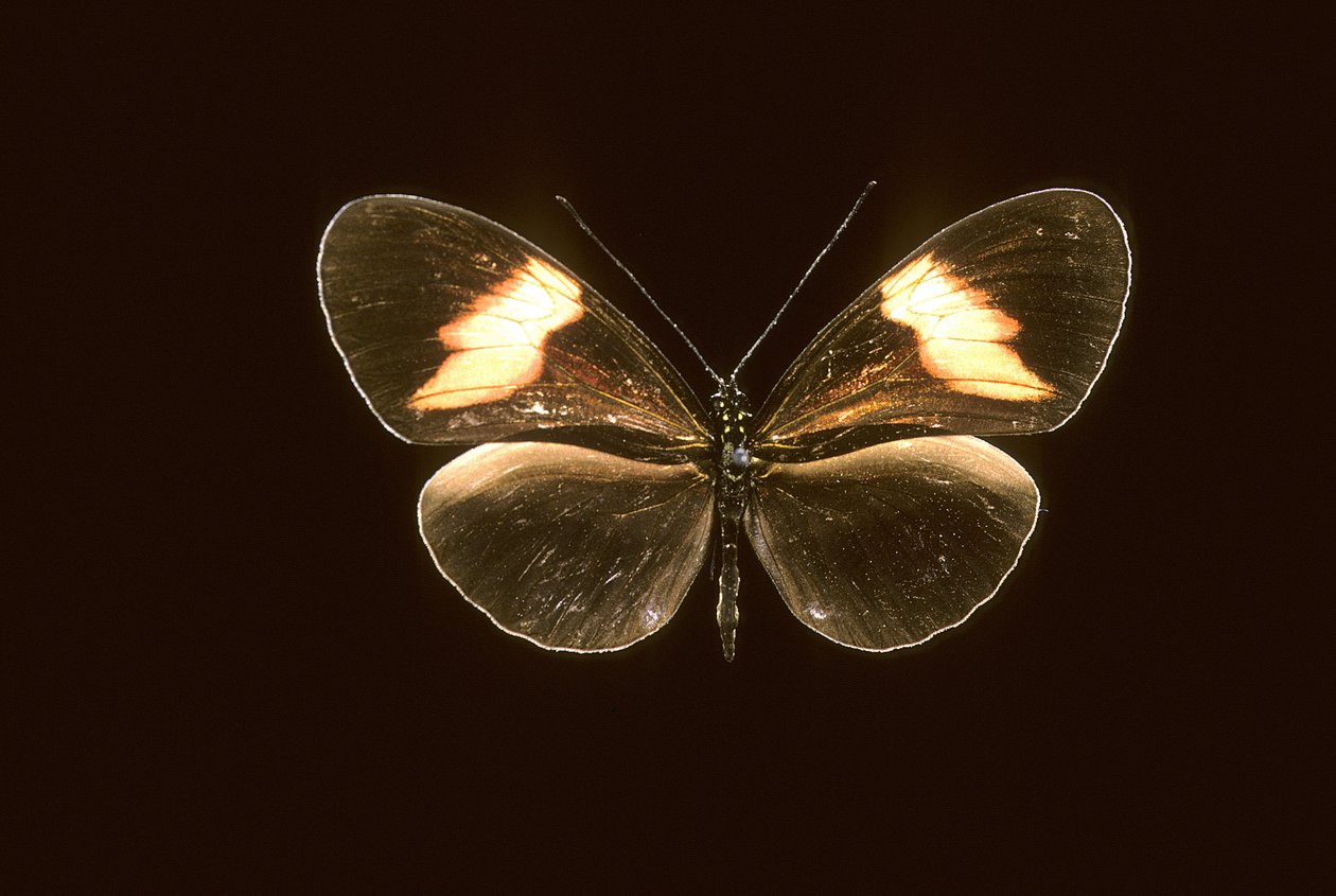 Heliconius melpomene/Heliconie melpomene 作者 查尔斯·亨利·约瑟夫·莱克特