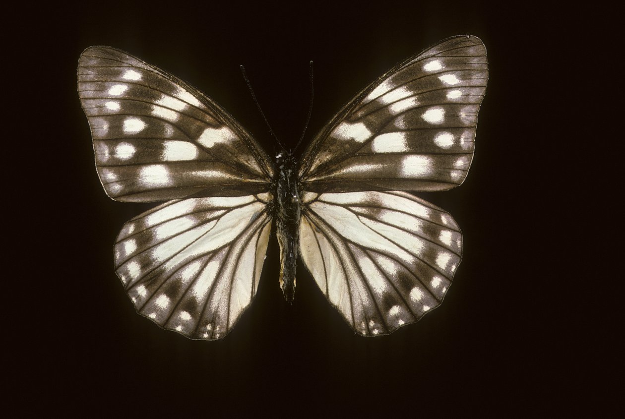 Hestina japonica 作者 查尔斯·亨利·约瑟夫·莱克特