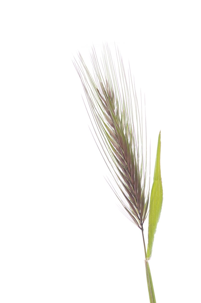 Hordeum murinum 亚种 murinum/Rat 大麦 作者 查尔斯·亨利·约瑟夫·莱克特