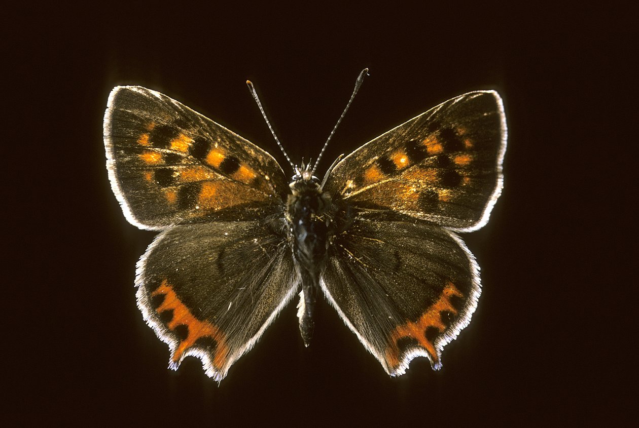 Lycaena phlaeas/Common Copper 作者 查尔斯·亨利·约瑟夫·莱克特