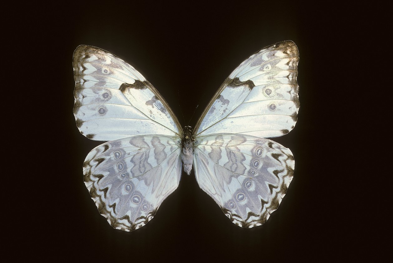 斑鸠（Morpho catenarius） 作者 查尔斯·亨利·约瑟夫·莱克特
