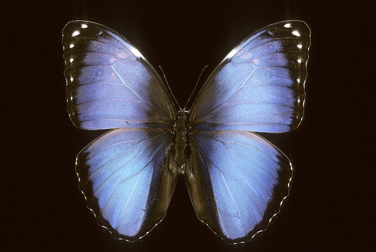 斑鸠（Morpho vitrea） 作者 查尔斯·亨利·约瑟夫·莱克特
