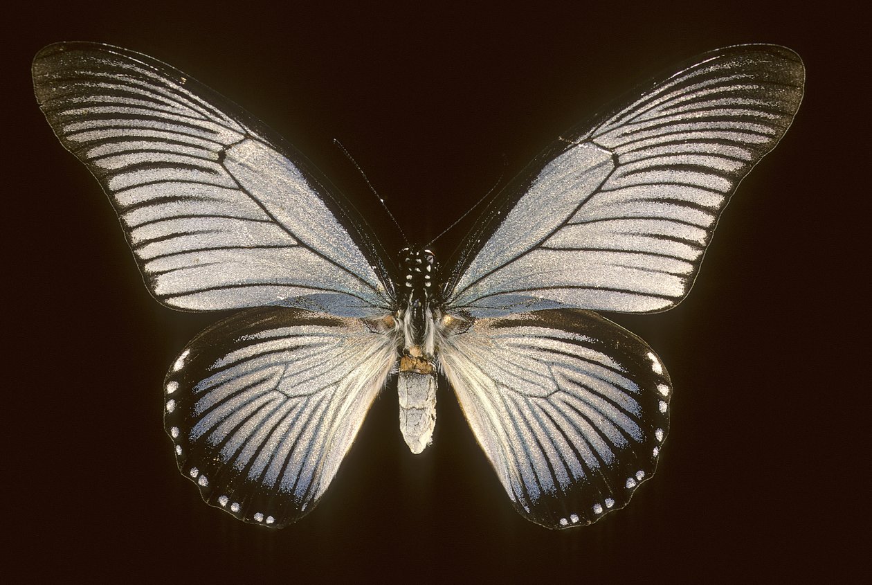 帆船蓝 Papilio zalmoxis/Sailboat blue 作者 查尔斯·亨利·约瑟夫·莱克特