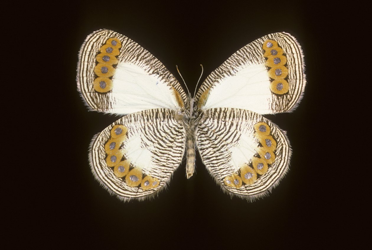 Physcaeneura leda 作者 查尔斯·亨利·约瑟夫·莱克特