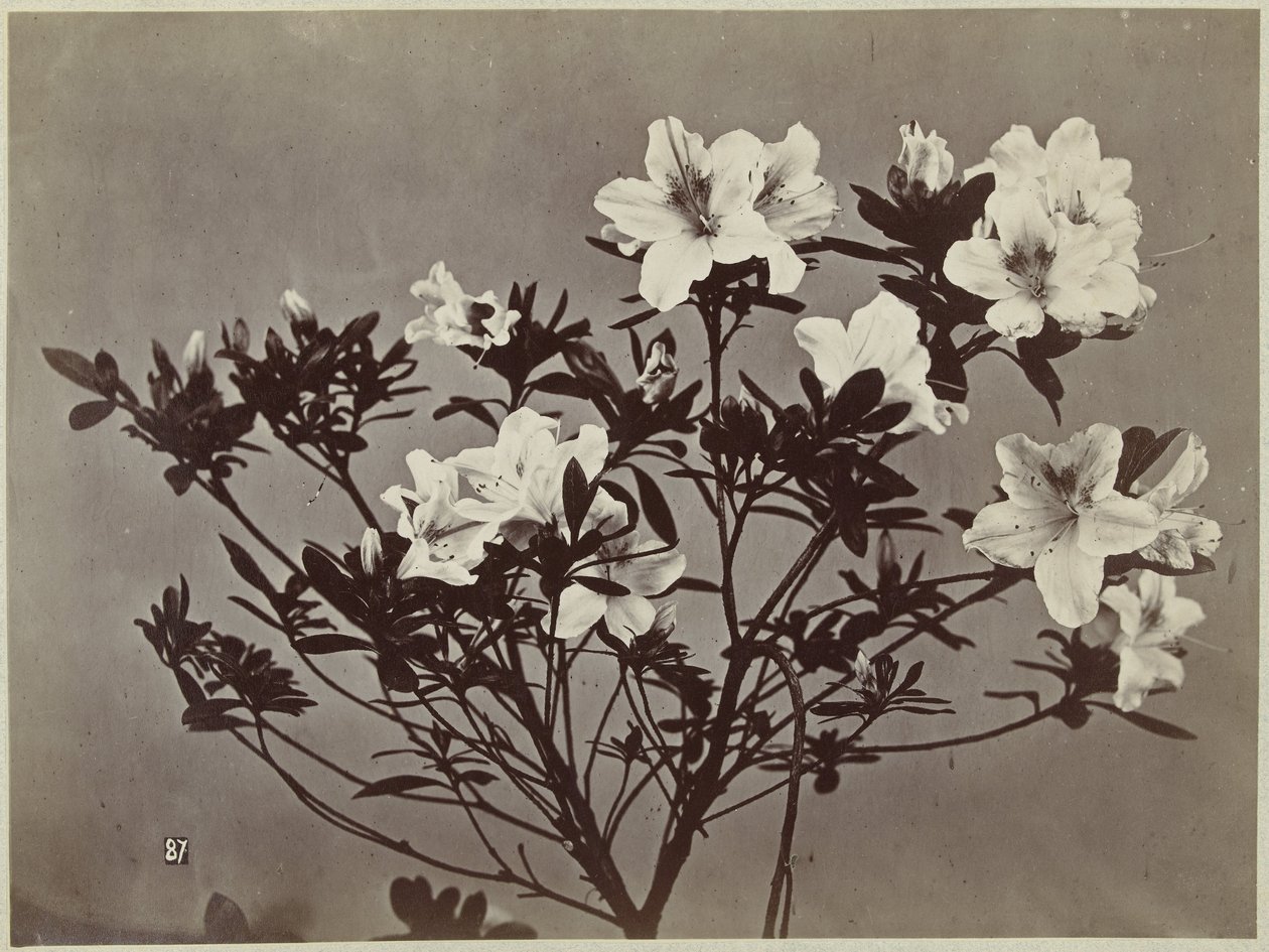 百合花静物 作者 查尔斯·伊波利特·奥布里