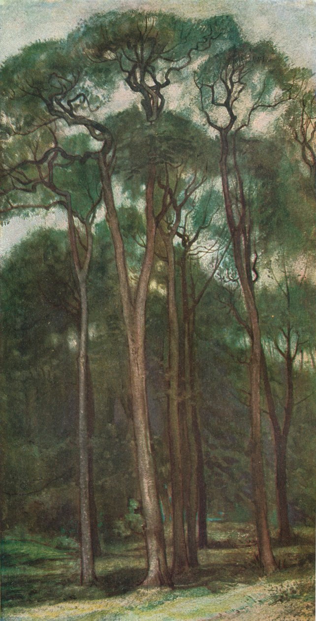 《树木研究》，c1900 1903-1904 作者 查尔斯·霍尔罗伊德（Charles Holroyd）