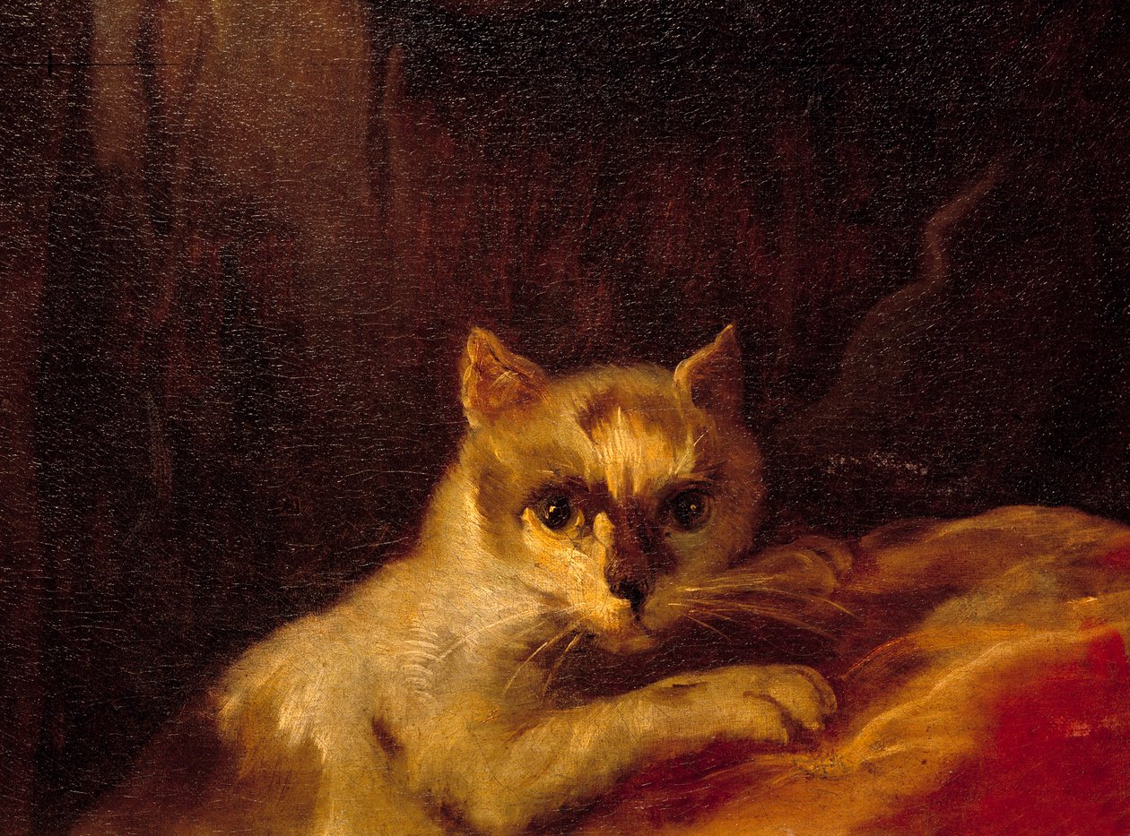 Mademoiselle de Charolais 细节代表猫。 查尔斯·约瑟夫·纳图尔 (Charles-Joseph Natoire) 的绘画 作者 查尔斯·约瑟夫·纳托尔