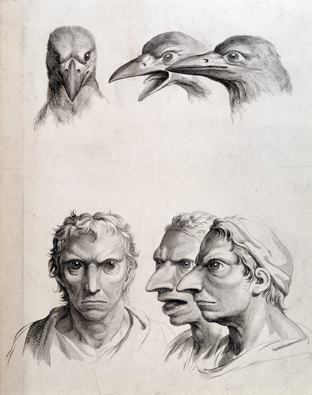 Profiles of bird and “man-bird (man-bird)” - by Lebrun, in “” Treats of the physiognomy of man compared to that of animals”” 作者 查尔斯·勒布朗