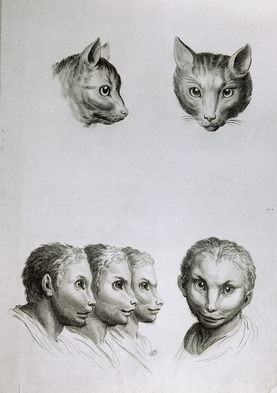 “猫与人之间的相似之处”，来自Le Brun的“开始绘画的肖像书” 作者 查尔斯·勒布朗