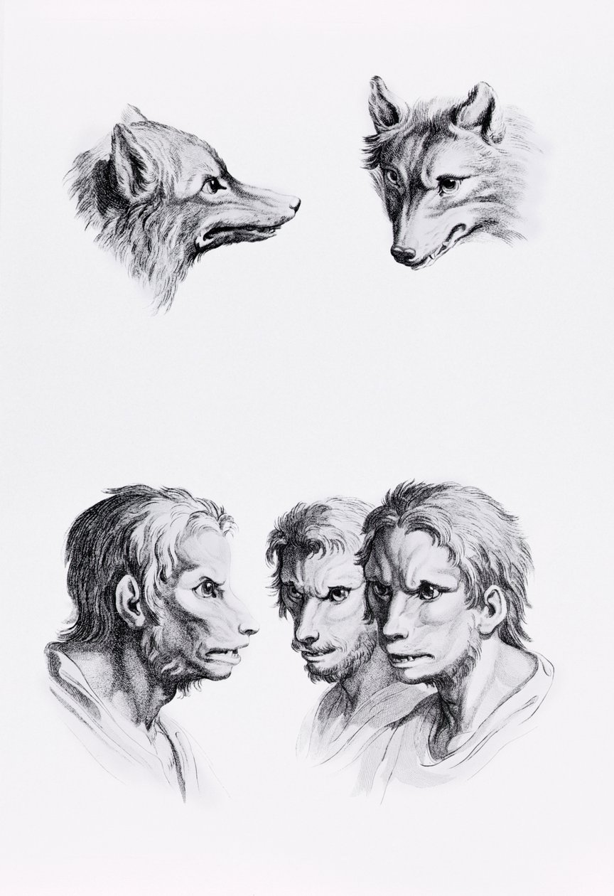 狼人与男人之间的相似之处，来自Le Brun的“开始画画的人像” 作者 查尔斯·勒布朗