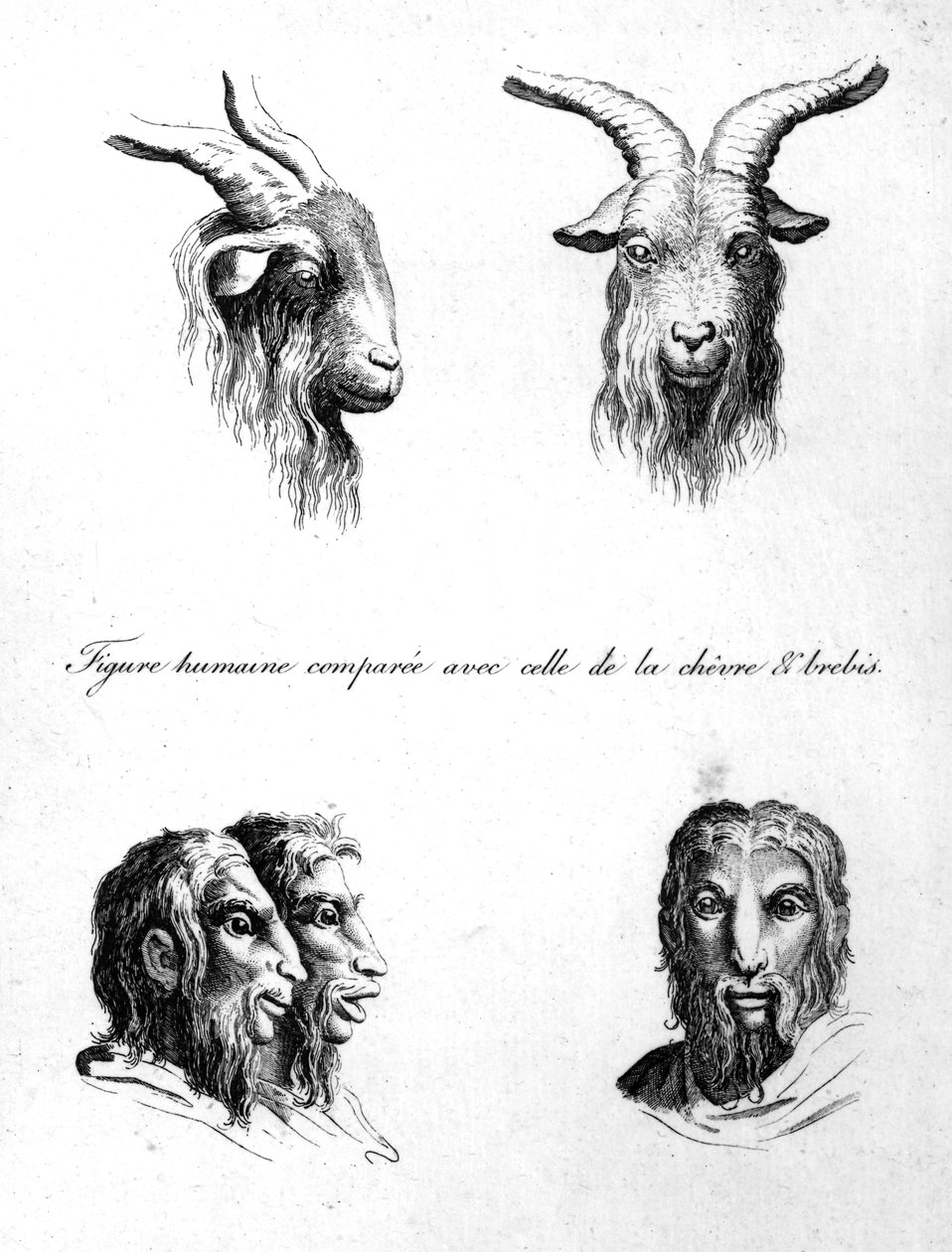 山羊与男人之间的相似之处，来自&39;L&39;Art de Connaitre les Hommes&39;，第一卷。 10由Johann Lavater创作，由Pierre Nicolas Ransonnette雕刻，于1806年出版 作者 查尔斯·勒布朗