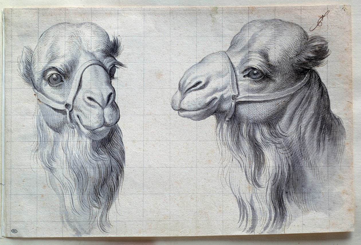两只骆驼头的研究 查尔斯-勒布伦(Le Brun)(1619-1690)的画作 17世纪。Dim.0.22x0.32米，巴黎，卢浮宫博物馆 作者 查尔斯·勒布朗