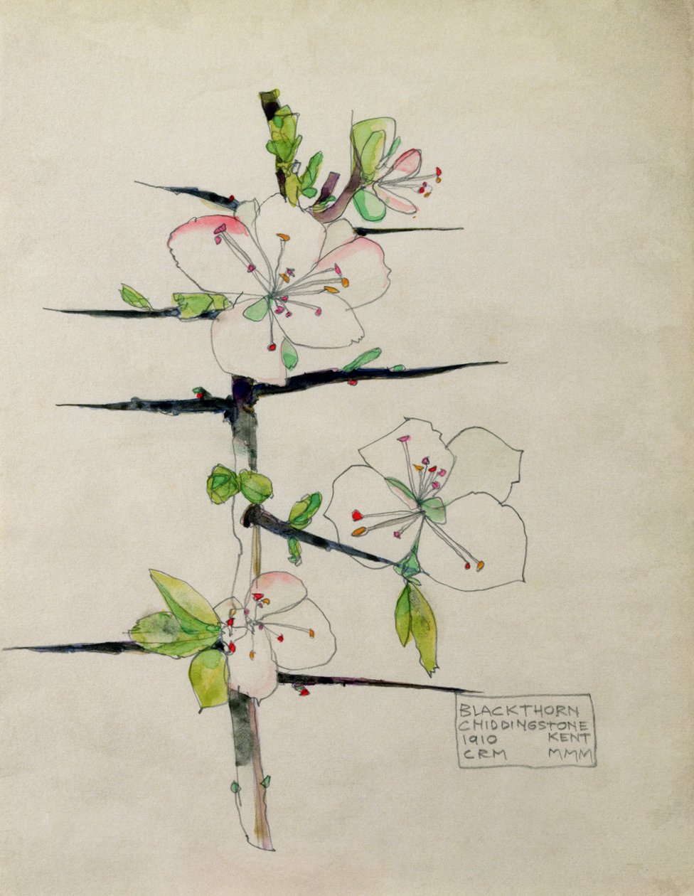 Blackthorn，Chiddingstone，Kent，1910（wc） 作者 查尔斯·雷尼·麦金托什