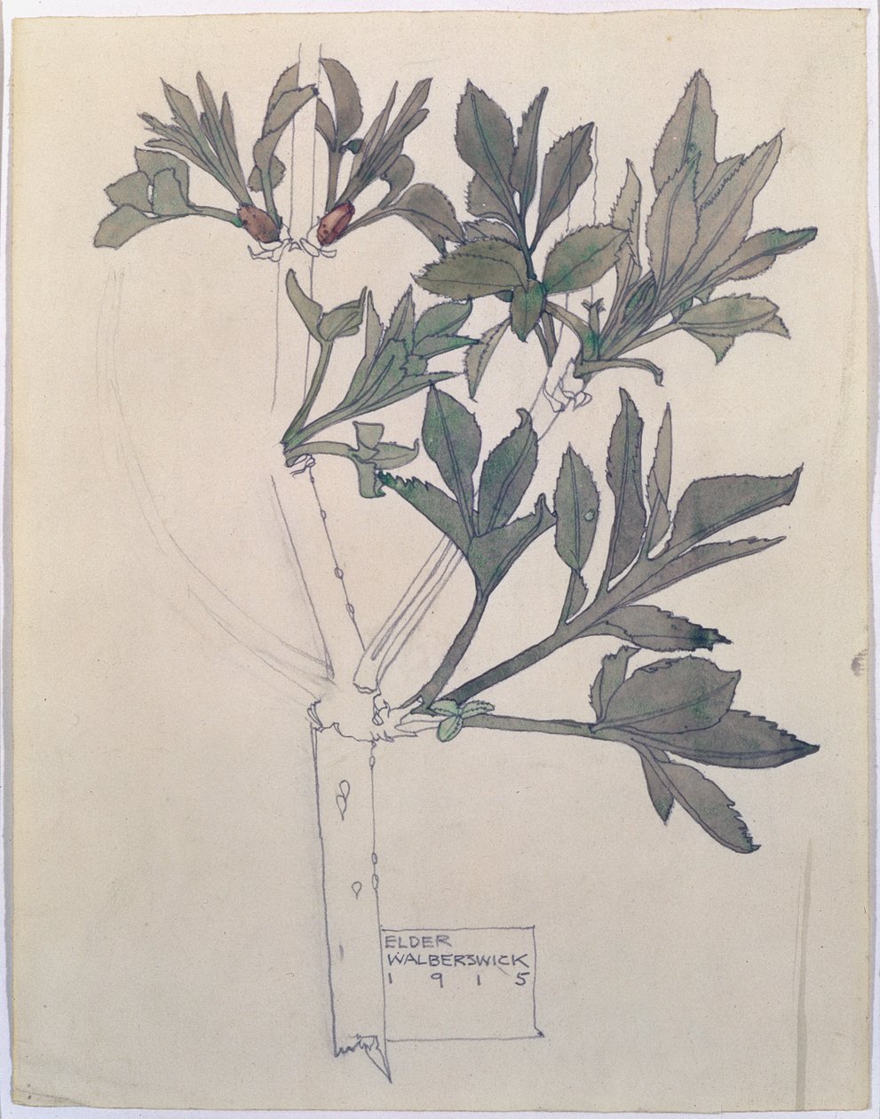 Elder，Walberswick，1915年（wc和铅笔在纸上） 作者 查尔斯·雷尼·麦金托什