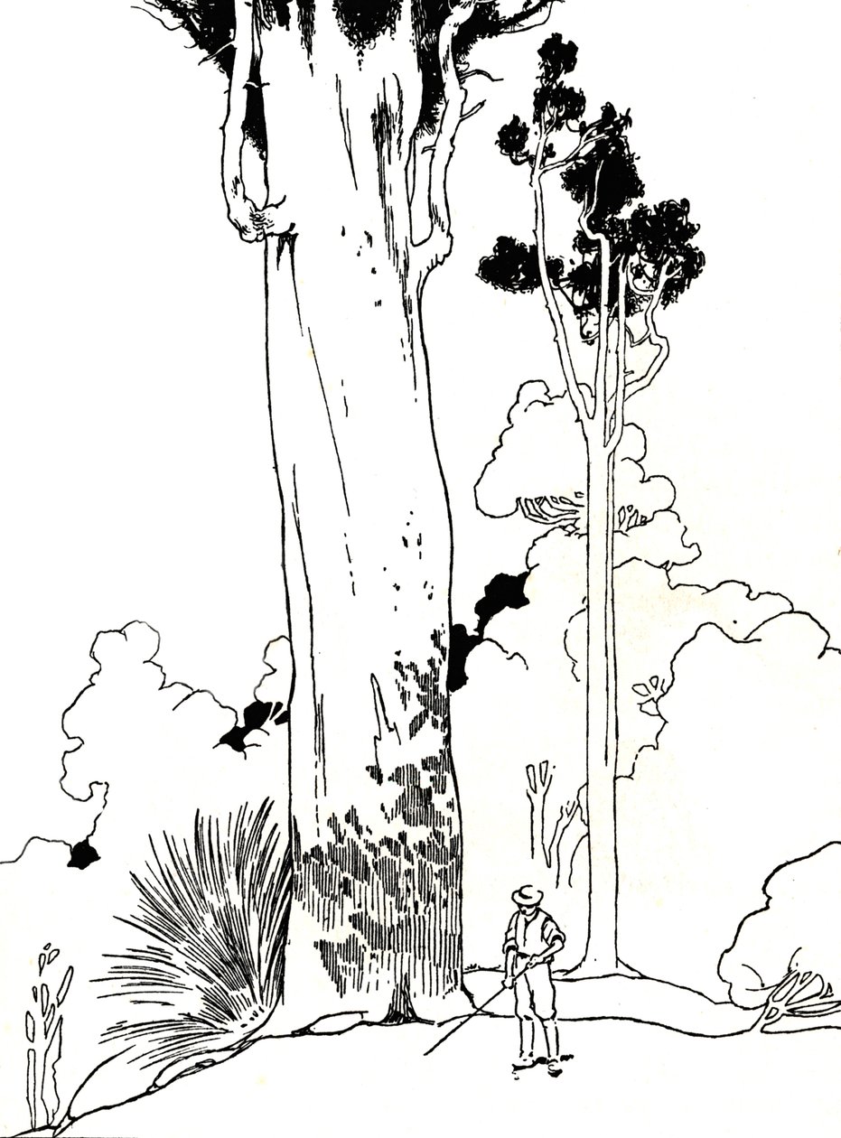 贝壳杉树，1912年 作者 查尔斯·罗宾逊