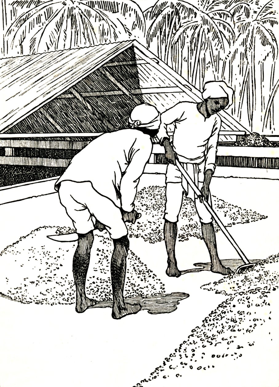 烘干可可粉，1912年 作者 查尔斯·罗宾逊