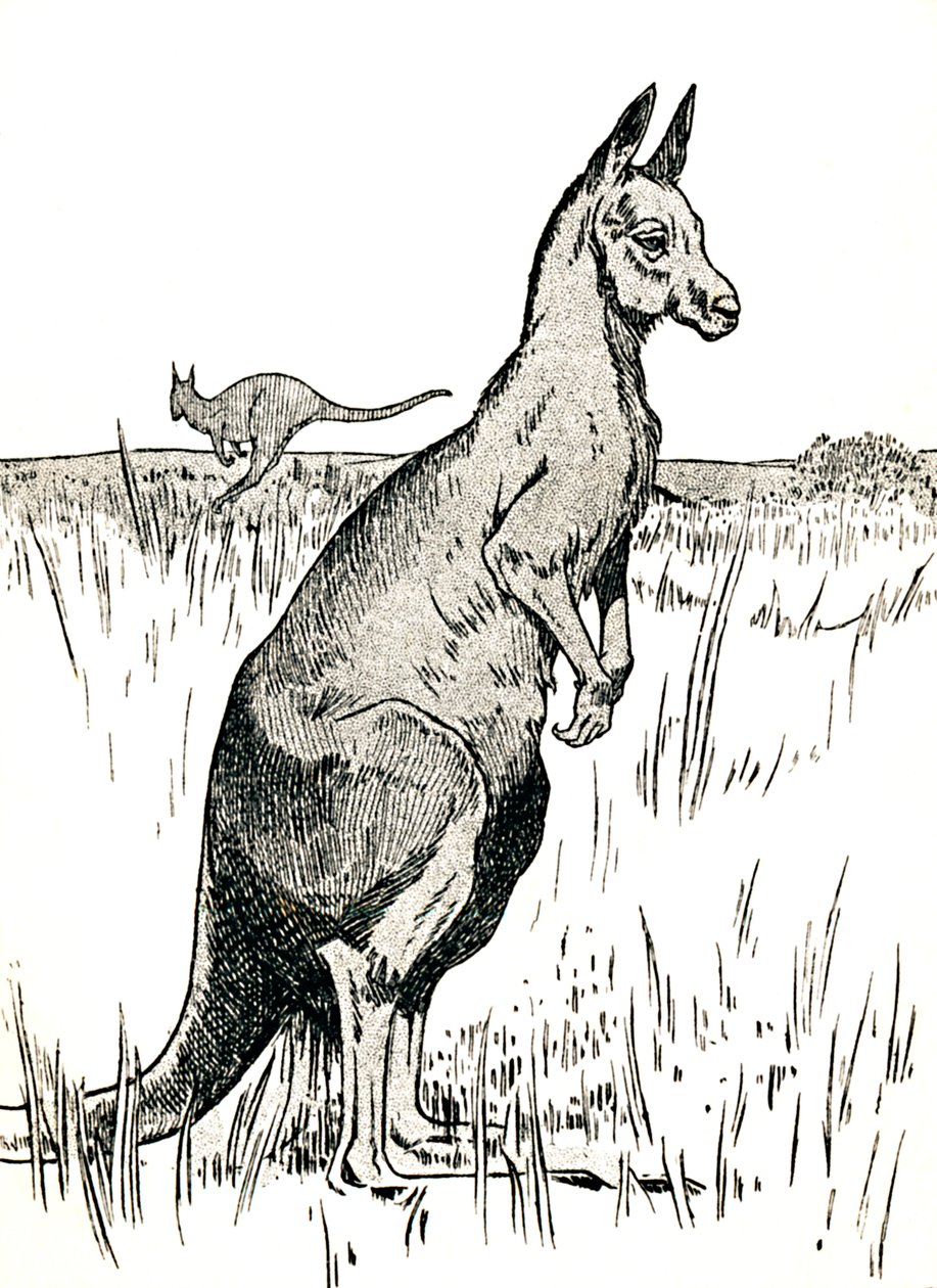 袋鼠，1912年 作者 查尔斯·罗宾逊