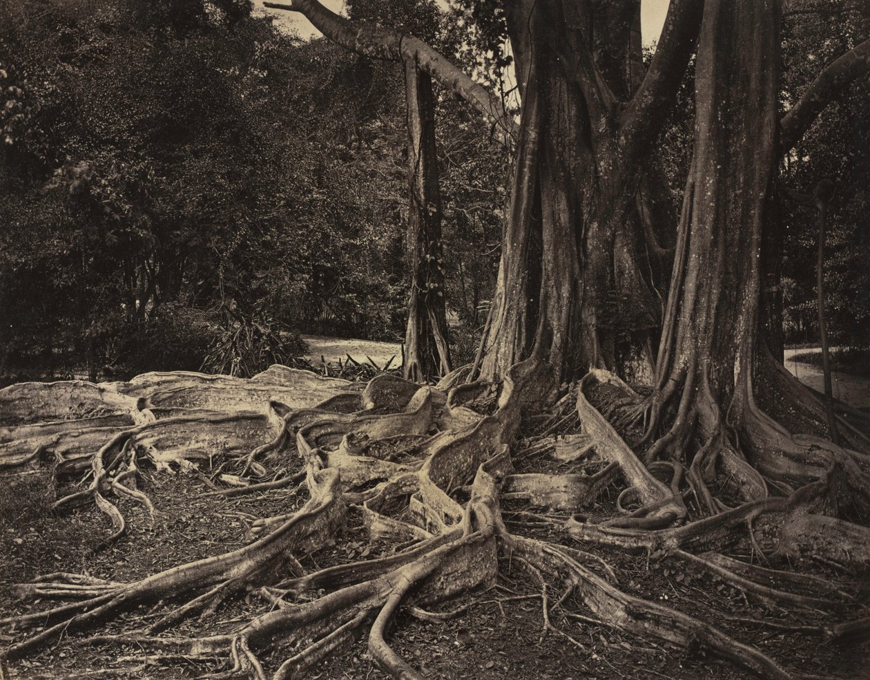 橡胶树，印度阿萨姆，Ficus Elastica，约1880年代。 作者 查尔斯·T·斯科文