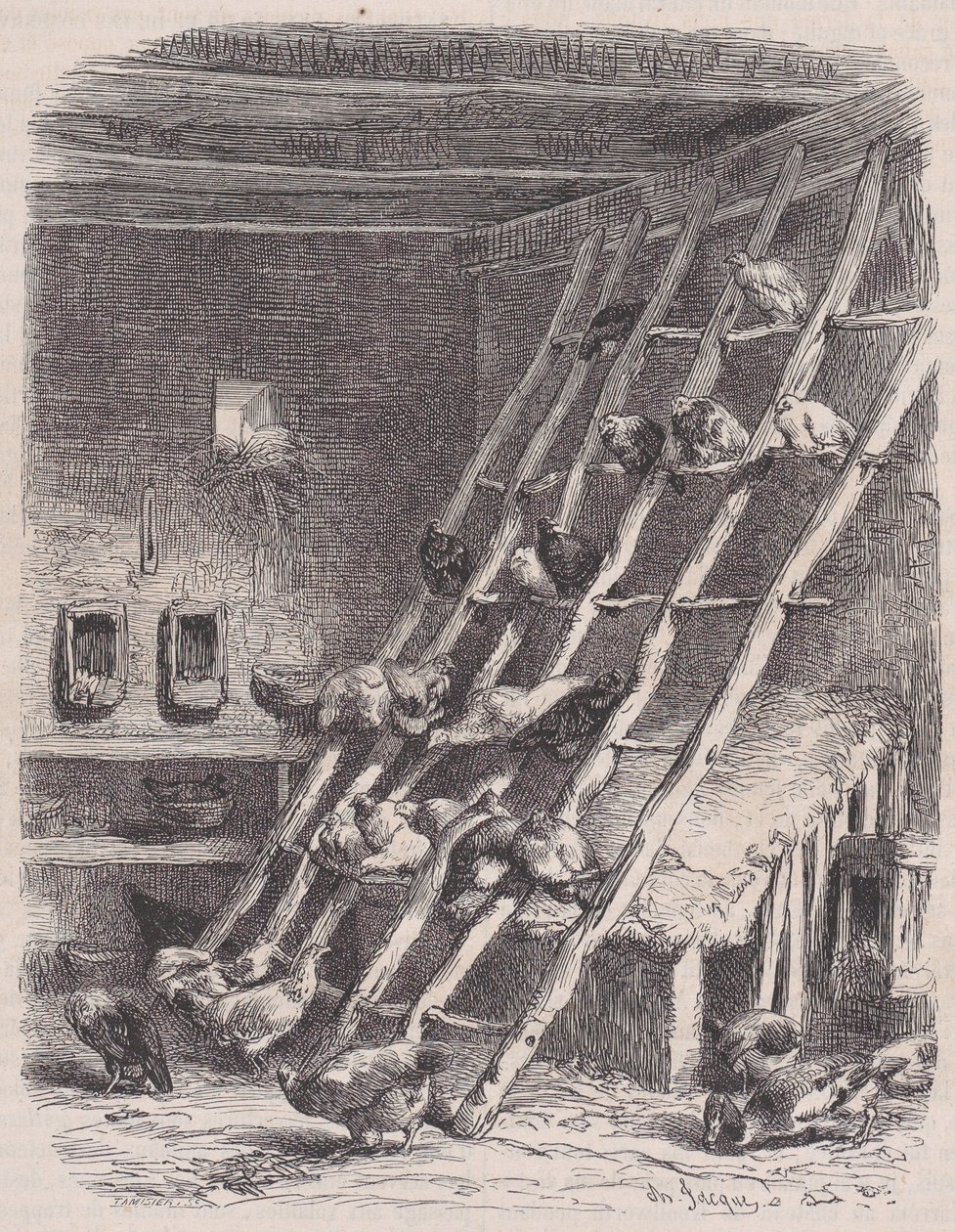 参观农场--公鸡，来自Le Magasin Pittoresque，约1852年。 作者 查尔斯·塔米西耶
