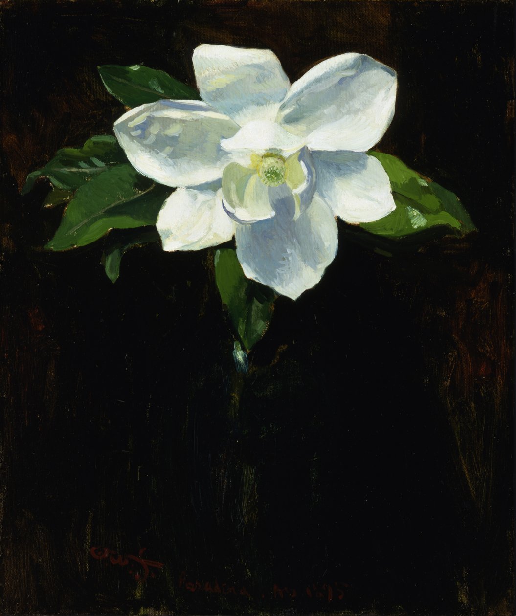 Magnolia, 1895. 作者 查尔斯·沃尔特·史蒂森