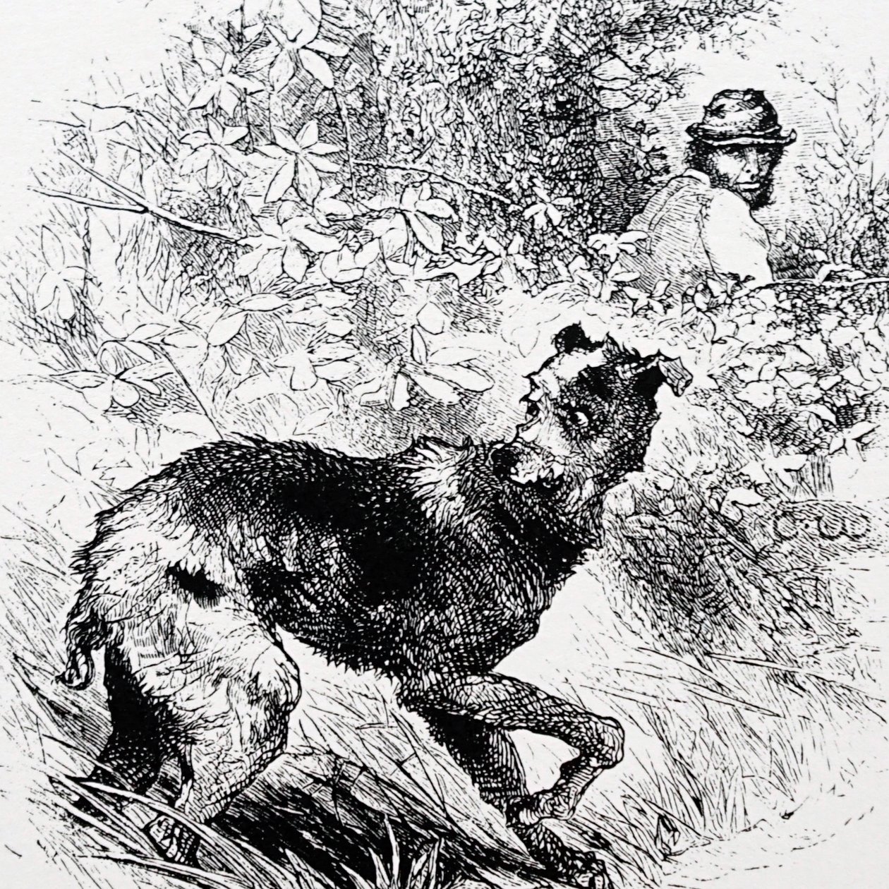 A poacher with his lurcher 作者 查尔斯·怀姆珀