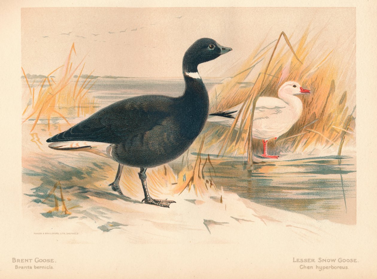 布伦特鹅（Brent Goose）布兰塔（Branta bernicla），《小雪鹅》，陈hyperboreus，1900年，1900年 作者 查尔斯·怀姆珀
