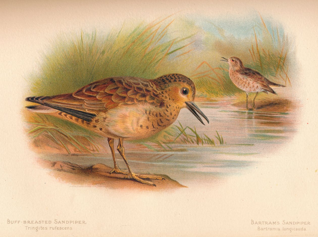 浅黄色牛Sand Tringites rufescns，Bartrams Sandpiper Bartramia longicauda，1900，1 作者 查尔斯·怀姆珀