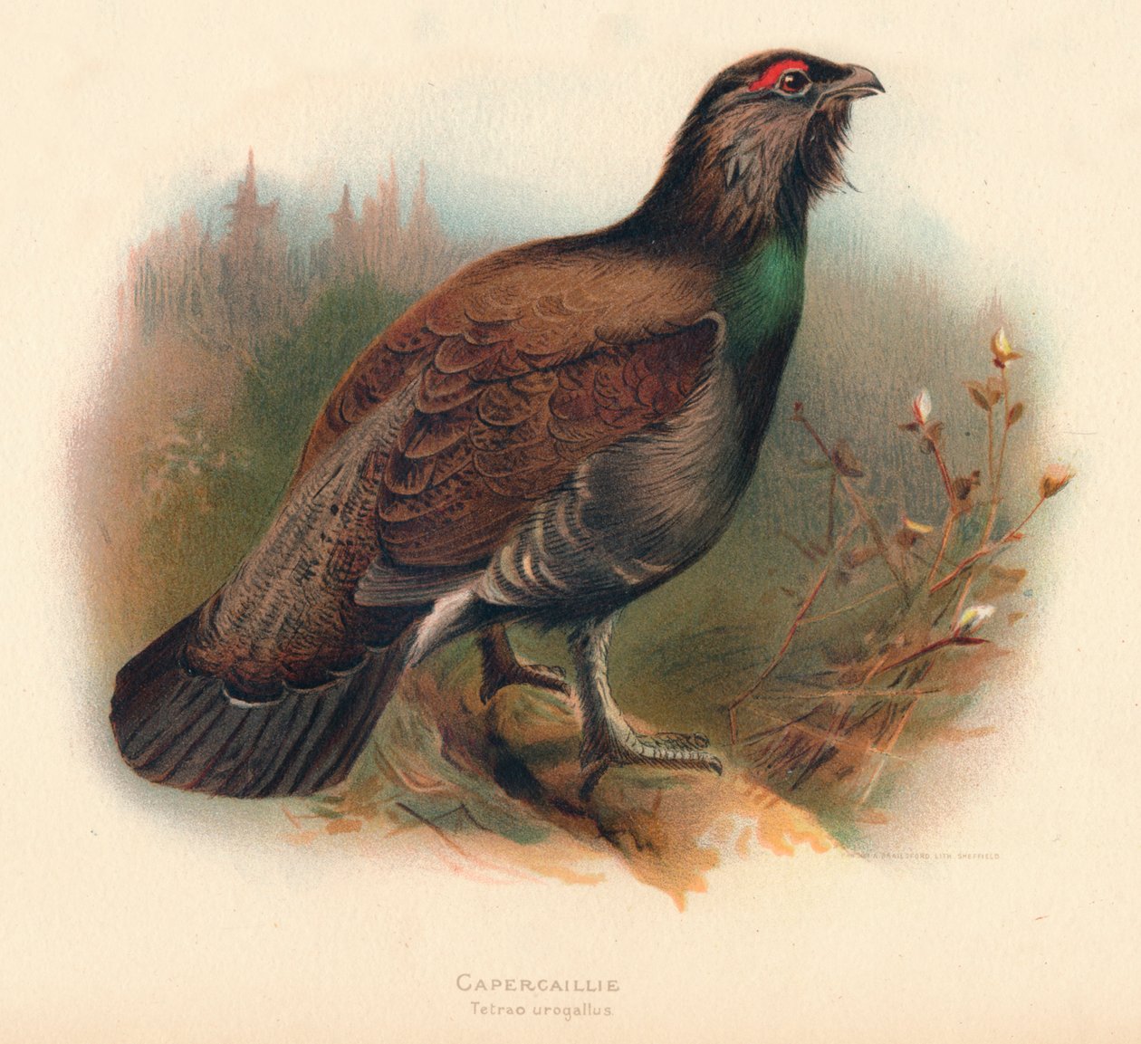 Capercaillie Tetrao urogallus，1900年，1900年 作者 查尔斯·怀姆珀