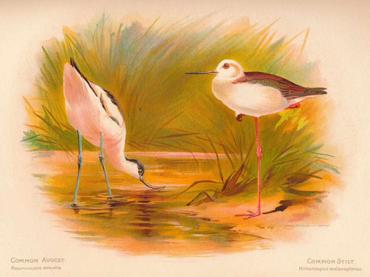 普通长嘴鳄Recurvirostra avocetta，普通高跷Himantopus melanopterus，1900，1900 作者 查尔斯·怀姆珀