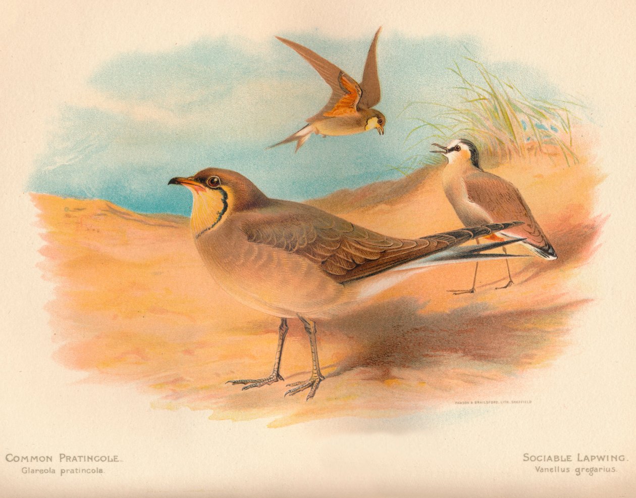 普通Pra（Platincole Glareola pratincola），社交田Van Vanellus gregarius，1900，1900 作者 查尔斯·怀姆珀