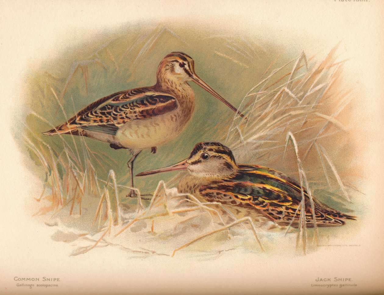 常见的狙击加里纳哥卷叶猴，杰克·狙击Limnocryptes gallinula，1900，1900 作者 查尔斯·怀姆珀