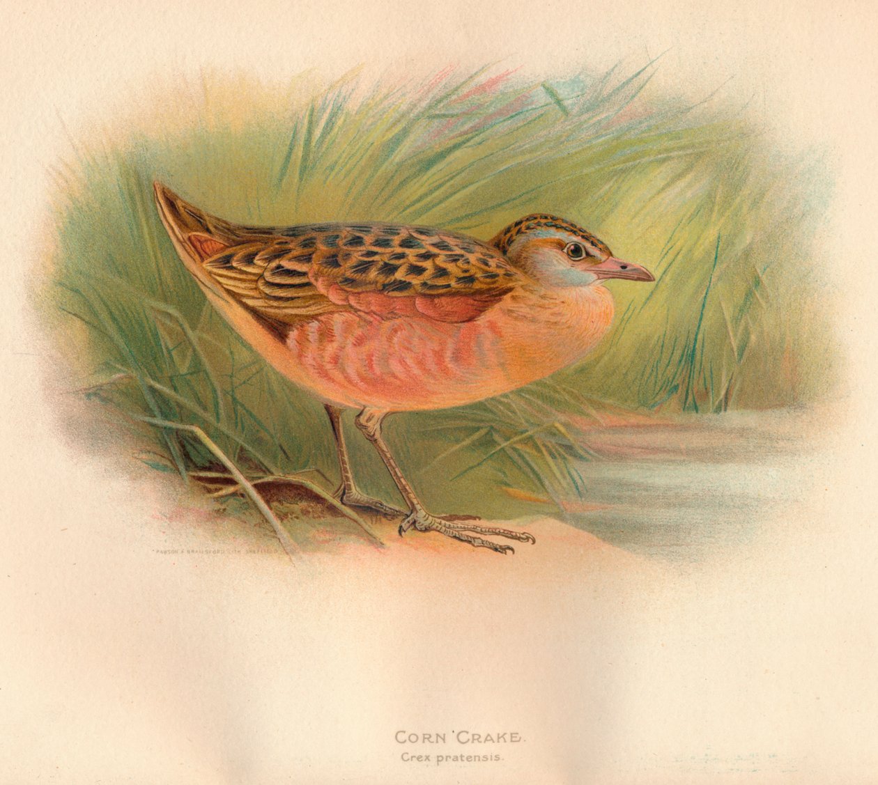 玉米Cra Crex pratensis，1900，1900 作者 查尔斯·怀姆珀