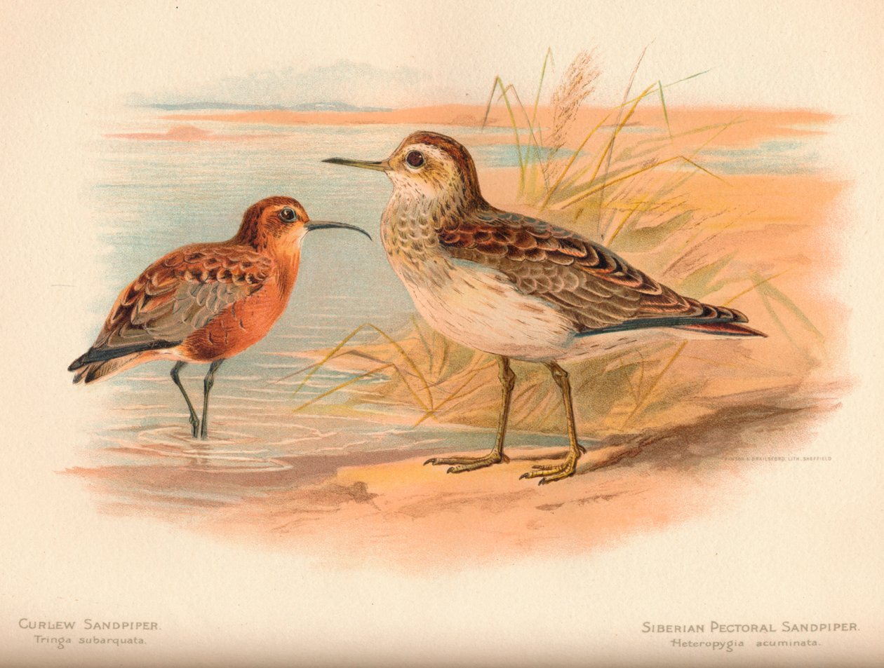 le鸟Sand（Cringlew Sandpiper Tringa subarquata），西伯利亚胸Sand Heteropygia acuminata，1900年， 作者 查尔斯·怀姆珀