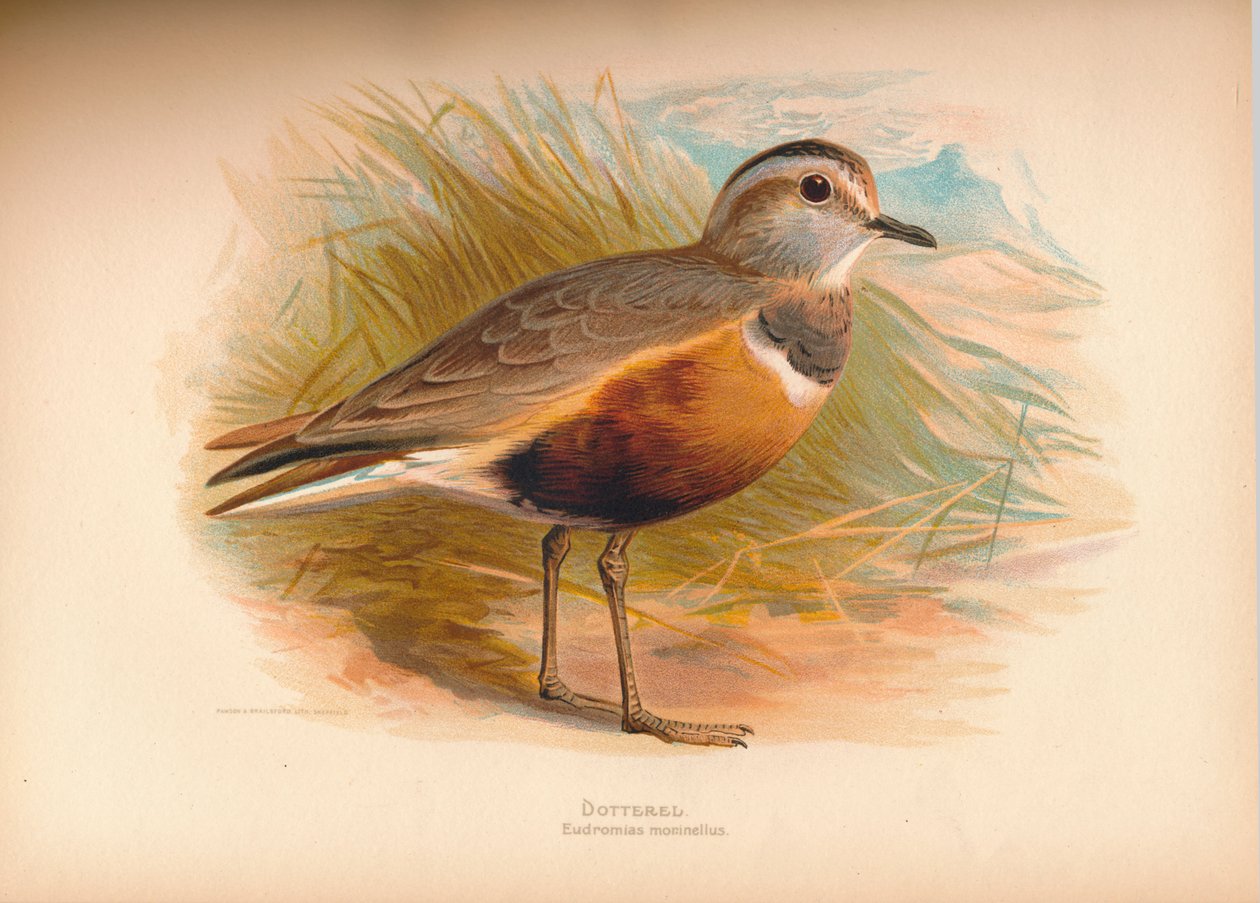 1900年，1900年的Dotterel E Importantias morinellus 作者 查尔斯·怀姆珀