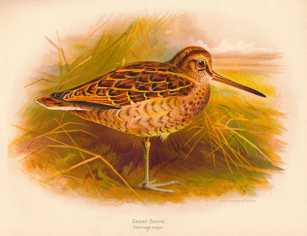 1900年，1900年，伟大的Snipe Gallinago专业 作者 查尔斯·怀姆珀