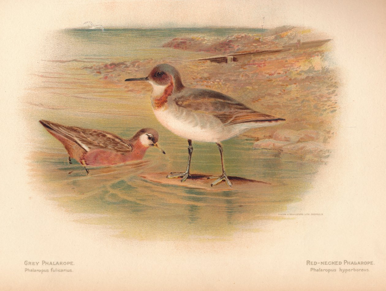 灰色的法老王Phalaropus fulicarius，红颈法老王Phalaropus hyperboreus，1900，1900 作者 查尔斯·怀姆珀