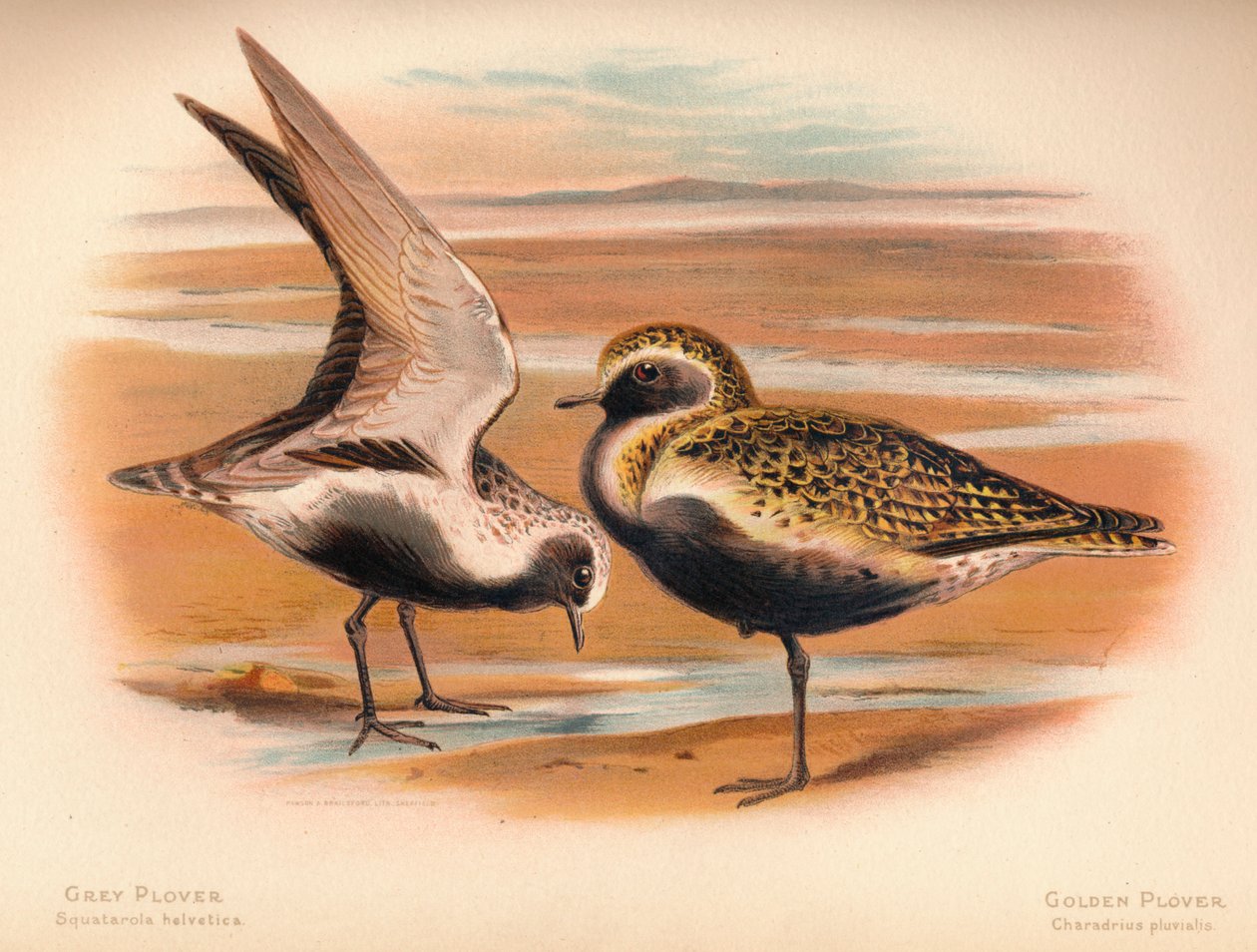 灰P Squatarola helvetica，金P Charadrius pluvialus，1900，1900 作者 查尔斯·怀姆珀
