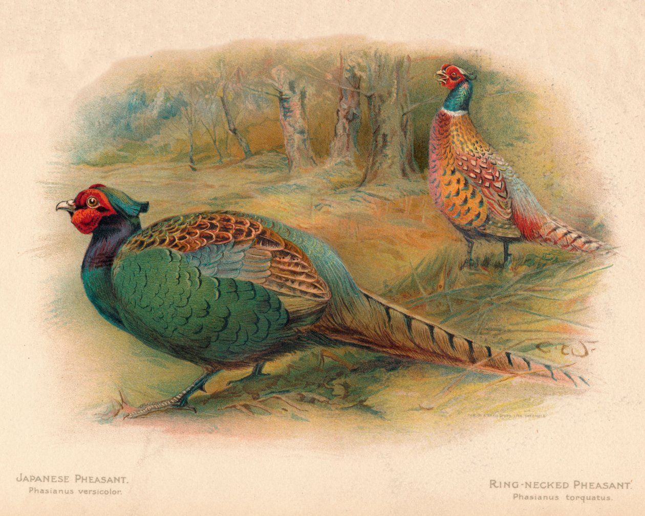 日本野鸡杂色Phasaianus，环颈野鸡Phasaianus torquatus，1900，190 作者 查尔斯·怀姆珀