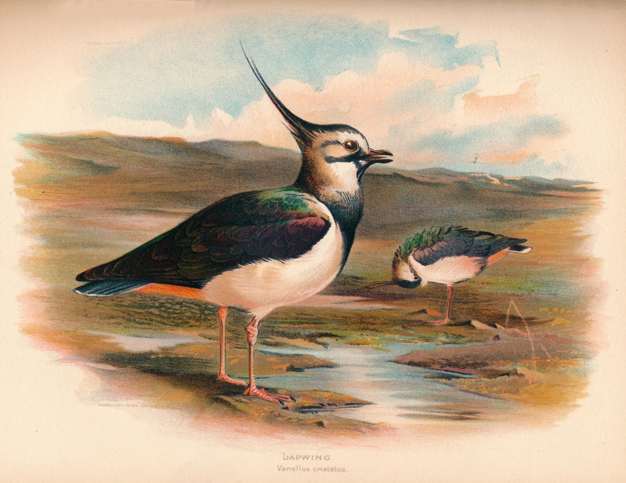 田Van Vanellus cristacus，1900，1900 作者 查尔斯·怀姆珀