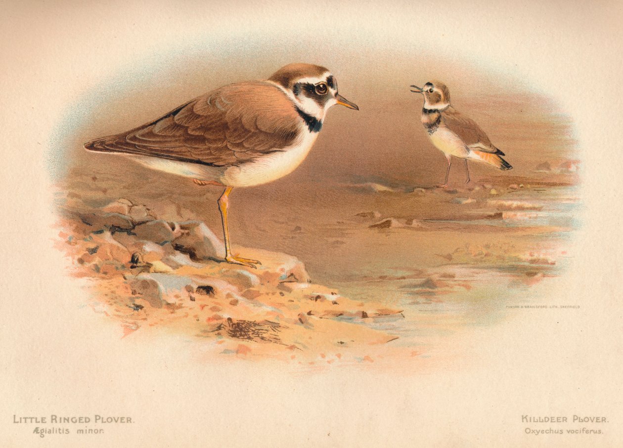 小环斑l小腺病毒，1900年，1900年的Killdeer Plover Oxyechus vociferus 作者 查尔斯·怀姆珀