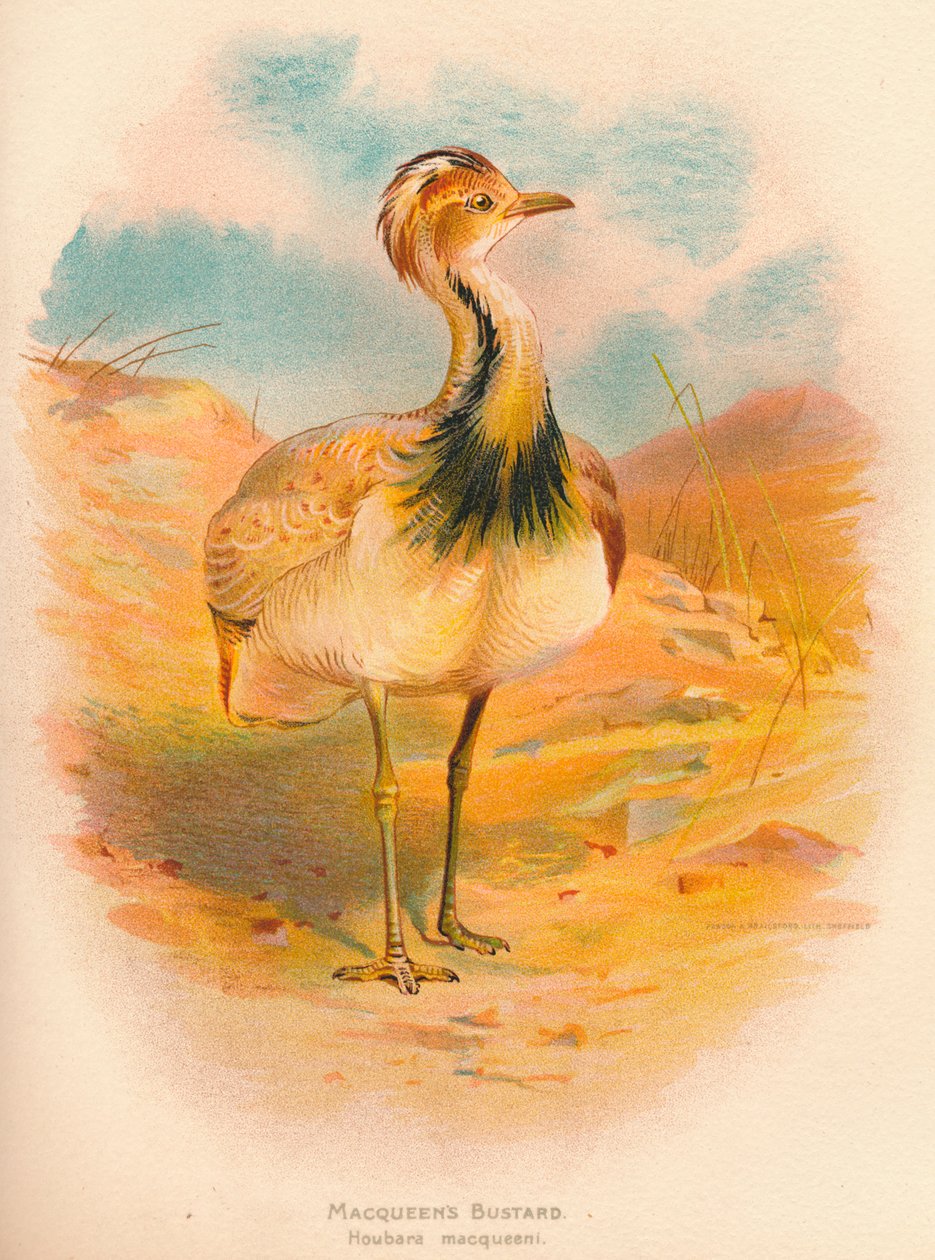 Macqueens Bustard Houbara macqueeni，1900年，1900年 作者 查尔斯·怀姆珀