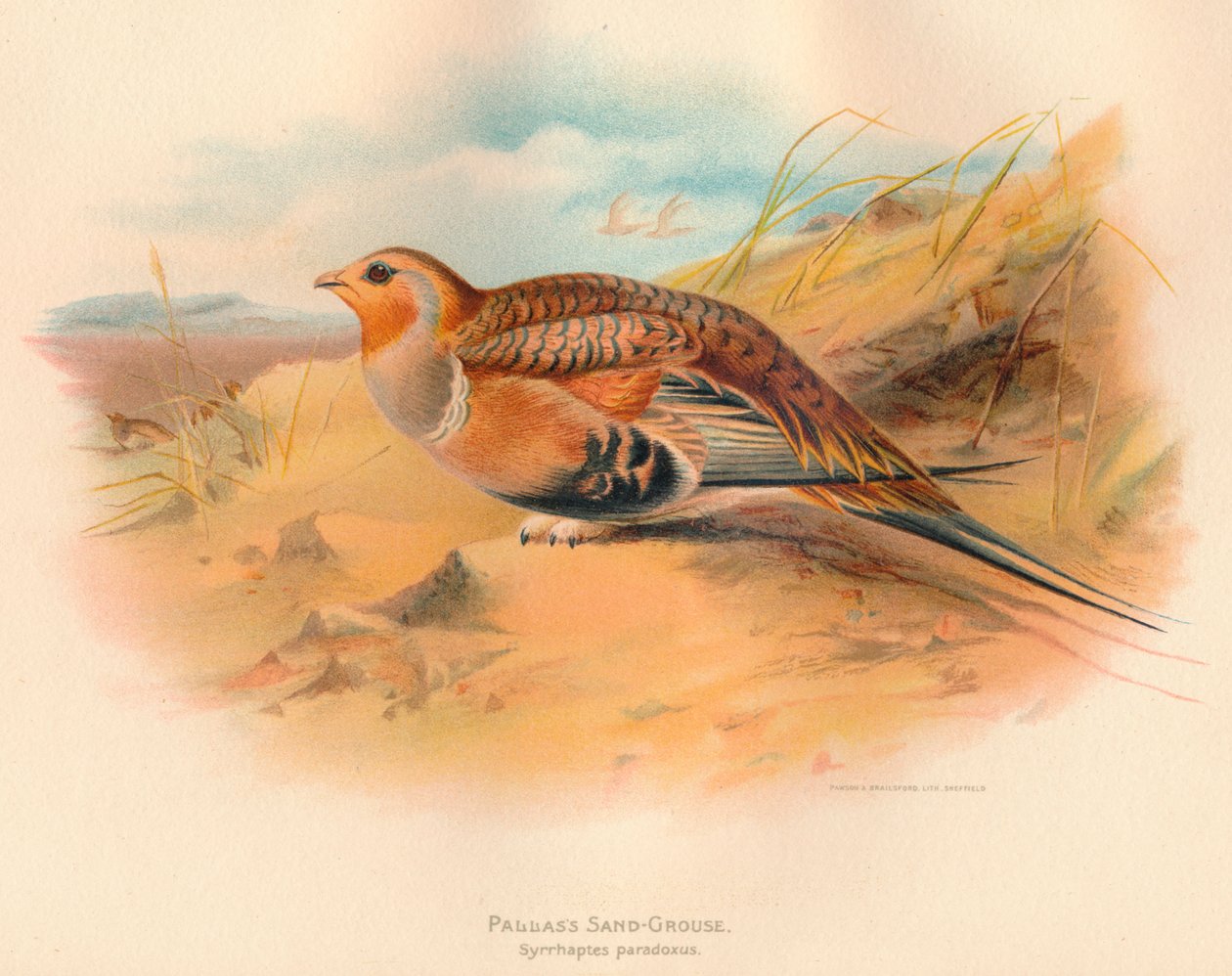 帕拉斯沙鸡Syrrhaptes paradoxus，1900，1900 作者 查尔斯·怀姆珀