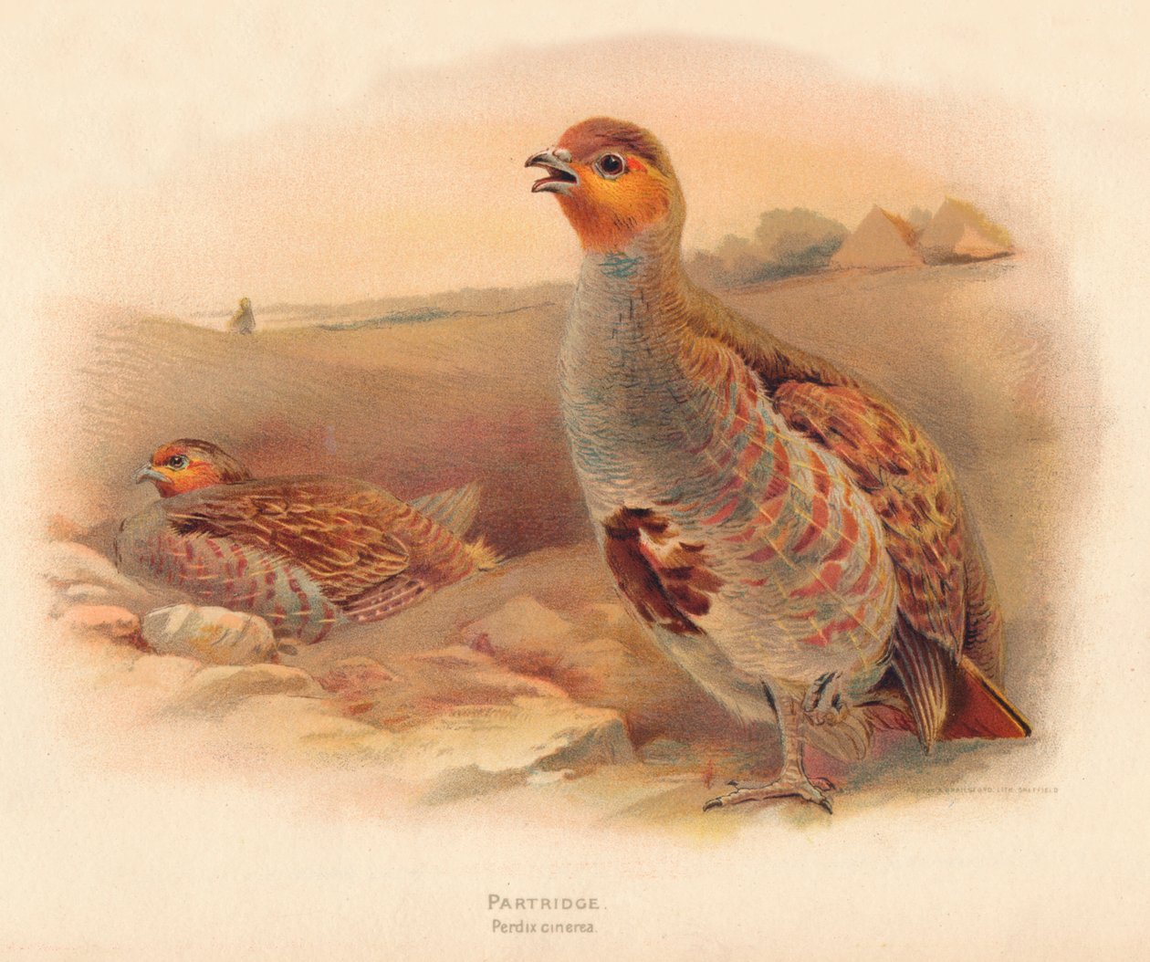 灰Per（Perdix cinerea），1900，1900 作者 查尔斯·怀姆珀